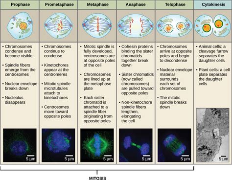 The Cell Cycle and Mitosis – Fundamentals of Cell Biology.